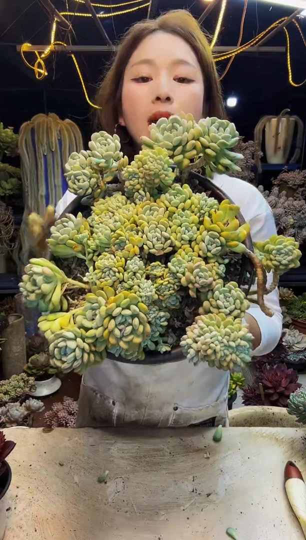 美人珠缀化脱土包邮