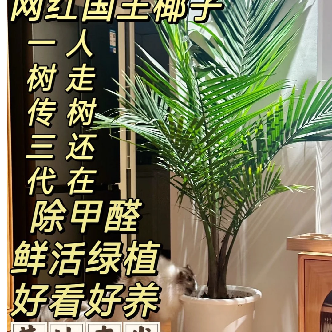 国王椰子盆栽大型绿植盆景夏威夷散尾葵室内阳台客厅办公室大植物