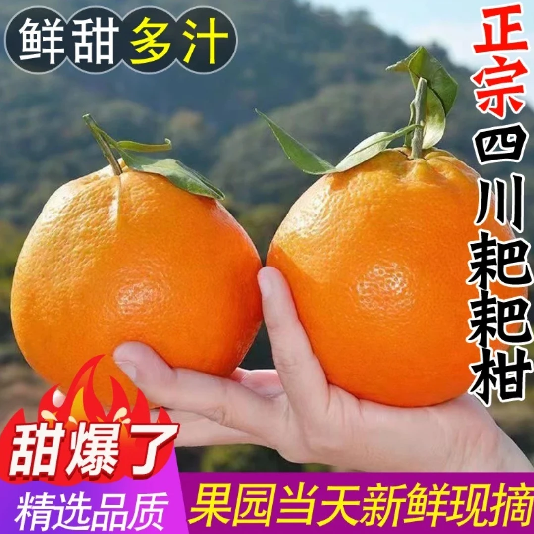 【不打脱酸剂】-四川春见耙耙柑新鲜水果当季热卖丑橘子耙耙柑