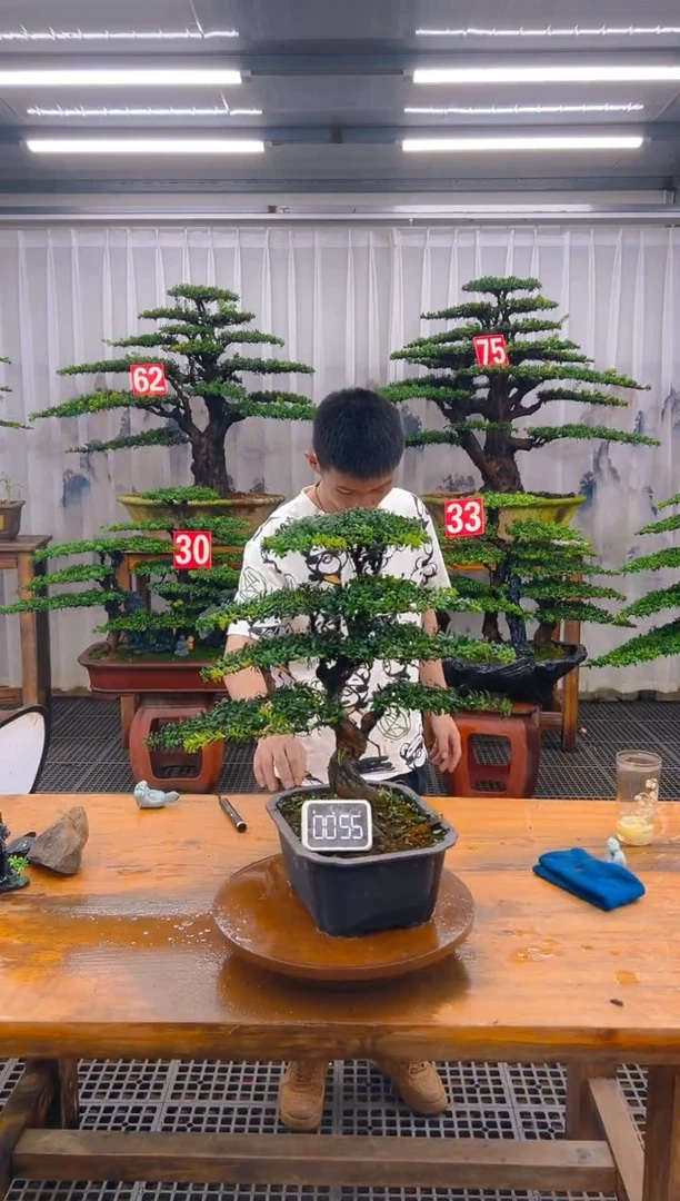 无花朵精品盆景直播间一物一拍