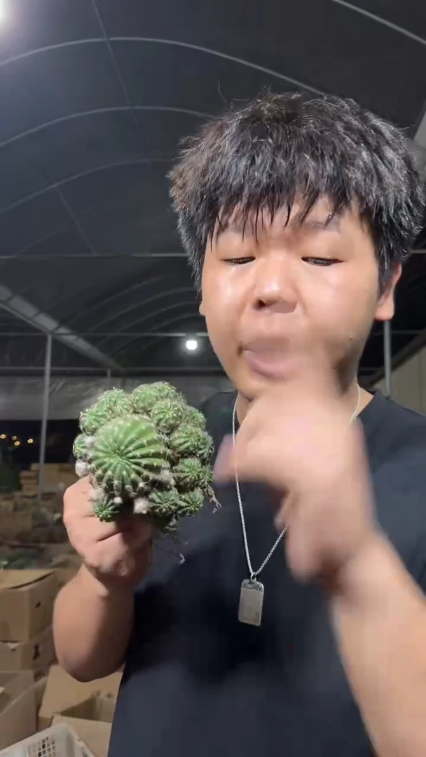 荷花 丽花群生【带根】