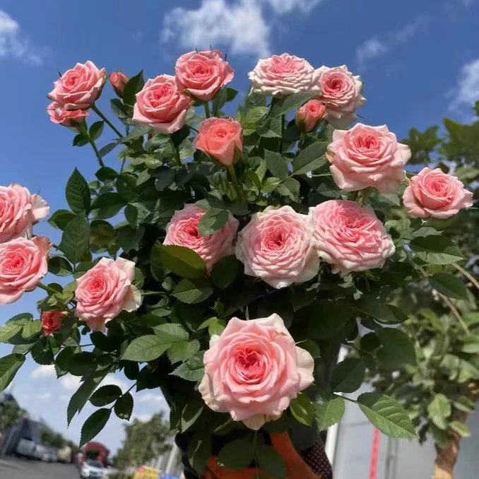 粉色玫瑰月季四季开花室内室外过冬新疆花卉包邮