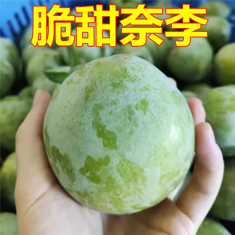 泰顺特产脱骨奈李新鲜水果5斤当季现摘油奈空心青奈桃形李大李子