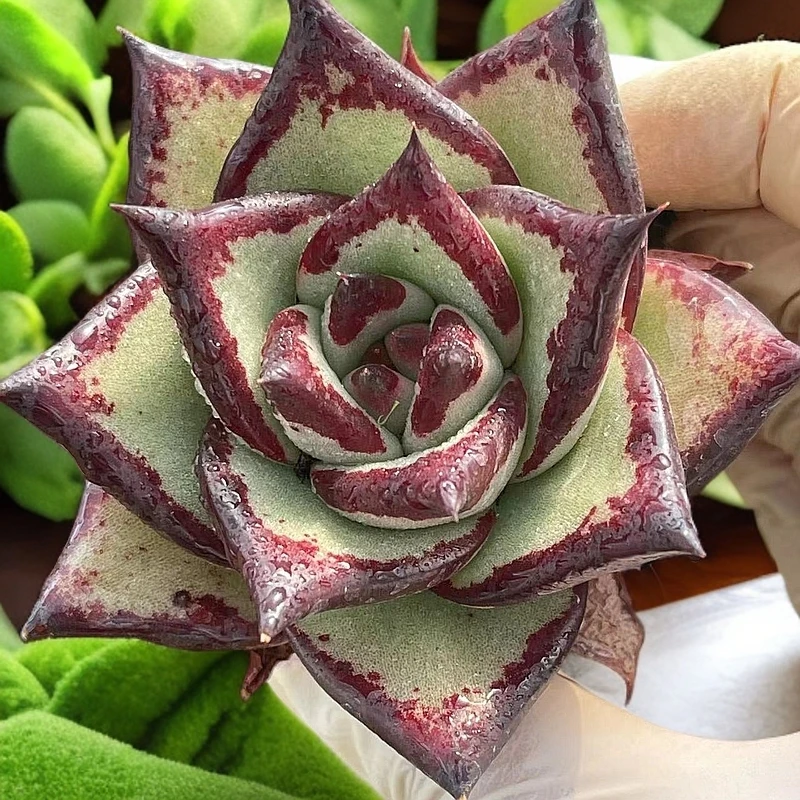 小小乌木单头 多肉植物