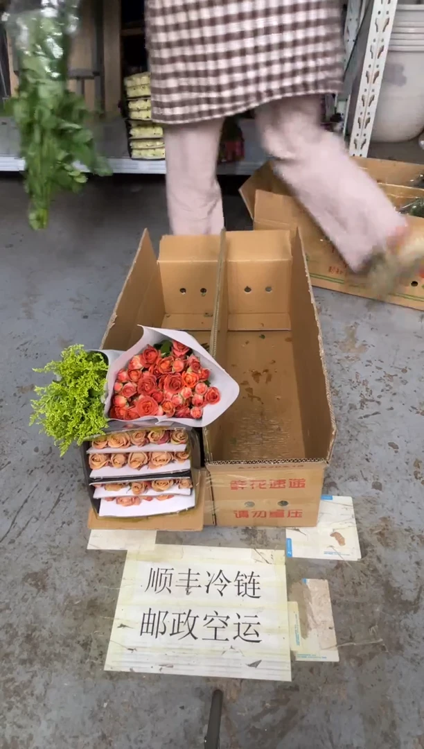 卡布3扎 +巧克力1扎+黄莺