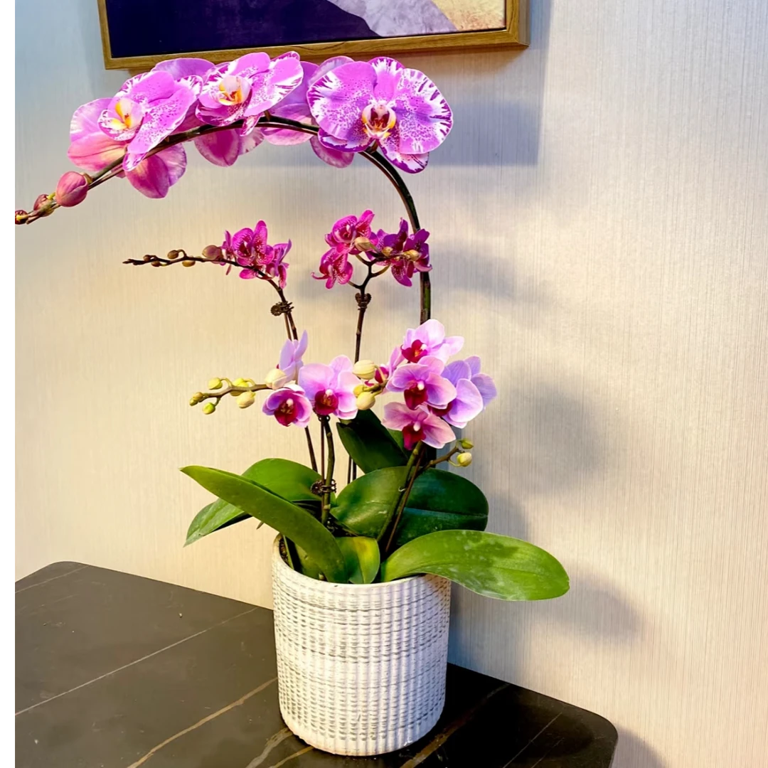 家居用花5支蝴蝶兰盆景