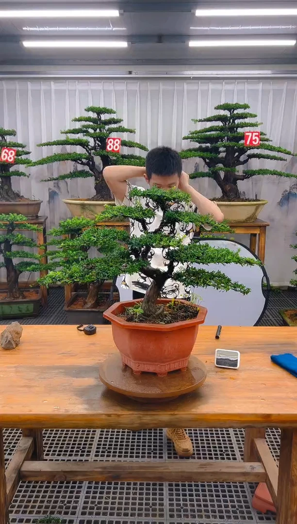 无花朵绪*珠精品盆景直播间一物一拍