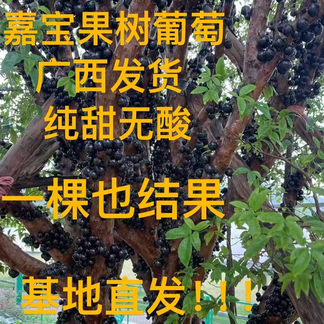 嘉宝果树苗庭院盆栽南北方种植耐寒树葡萄苗果树