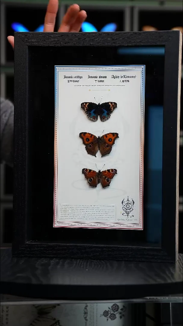 翠蓝眼蛱蝶+美眼蛱蝶+孔雀蛱蝶组合悬浮款