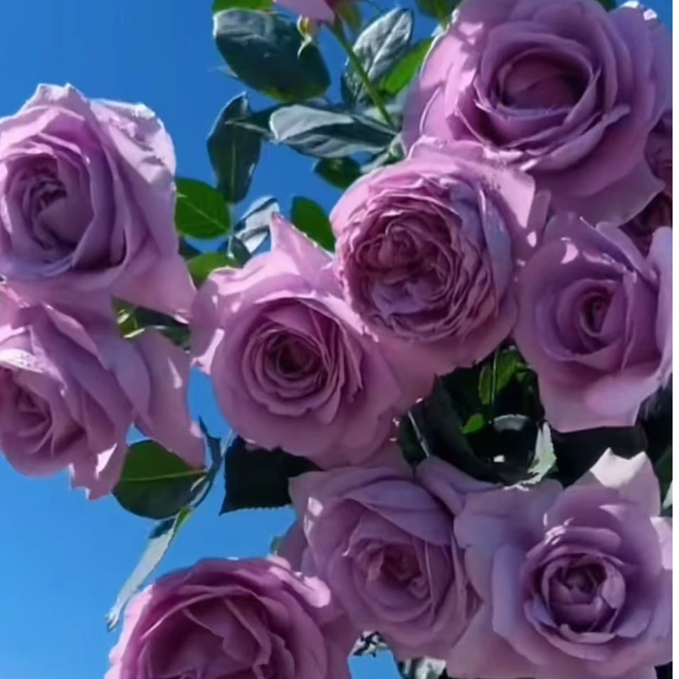 蓝色风中苗   四季灌木月季