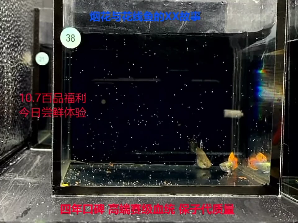 孔雀鱼红龙球体1对