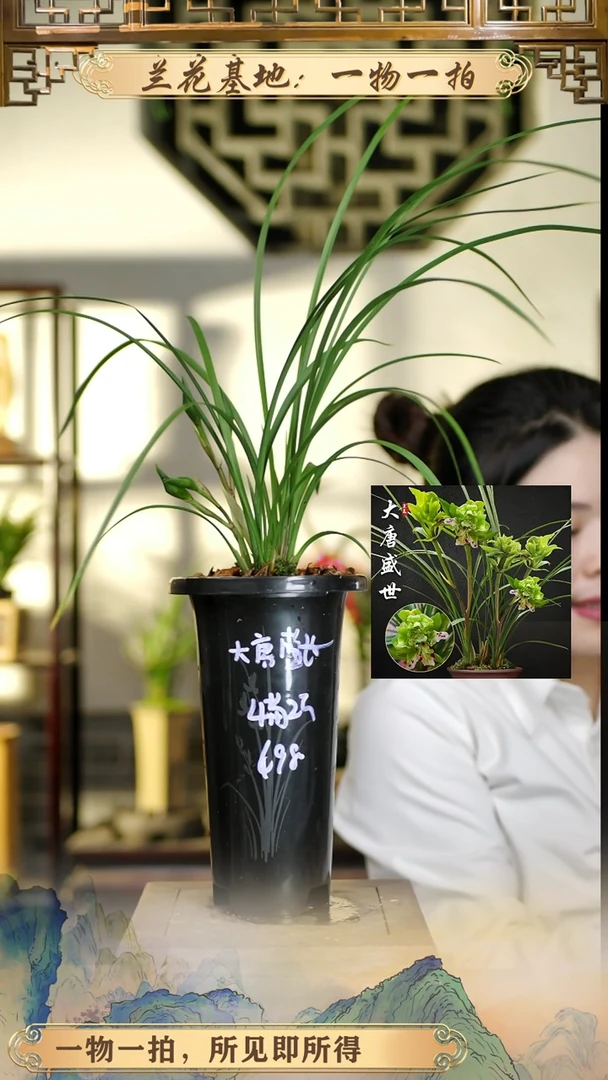 全部花苞大唐苗2花苞