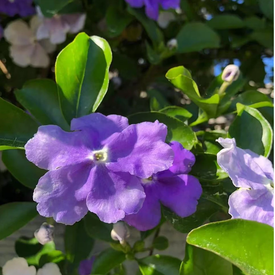 沐苒的花园-【双色茉莉】同株植物开不同颜色的花朵浓香型花卉植物