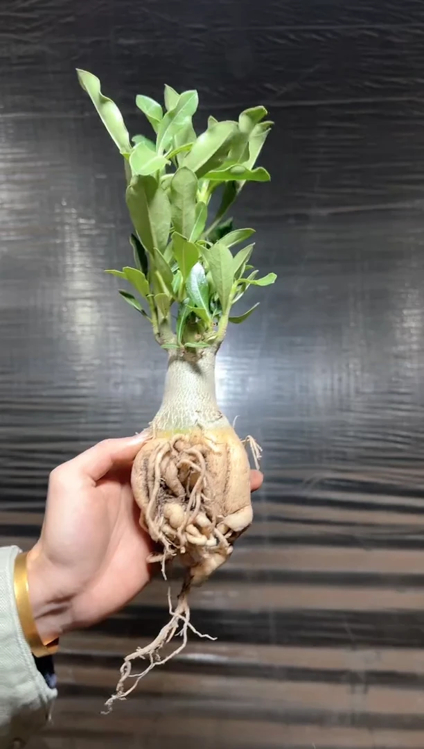 沙漠 玫瑰【带根】