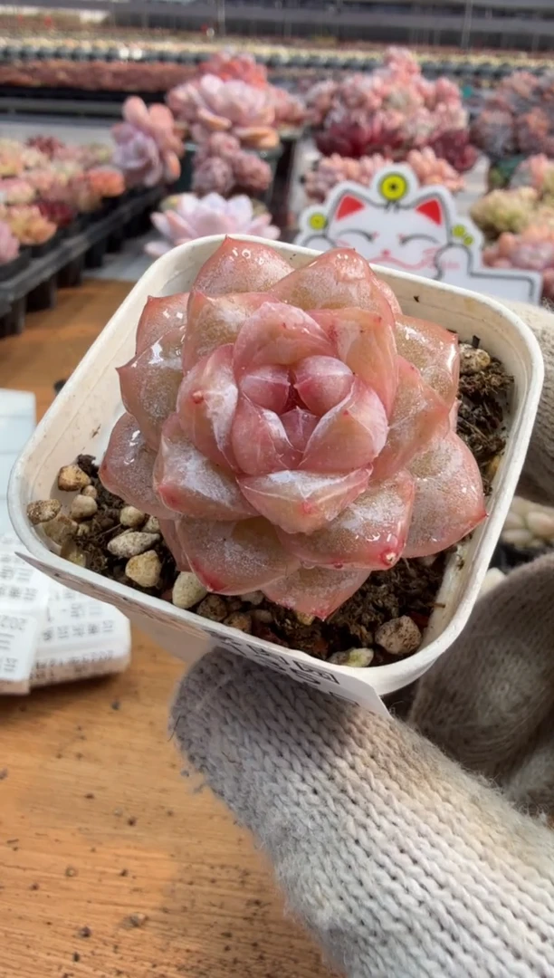 东云多肉园三店-135