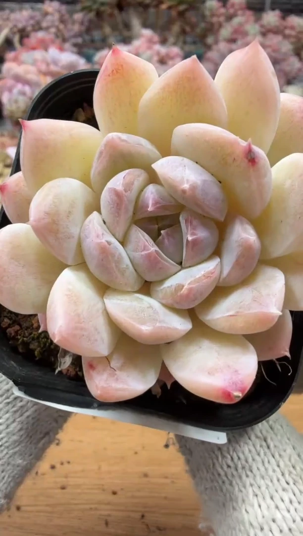 东云多肉园三店-17