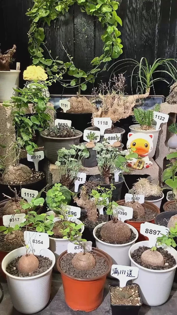 爱你一万年，我只要五千