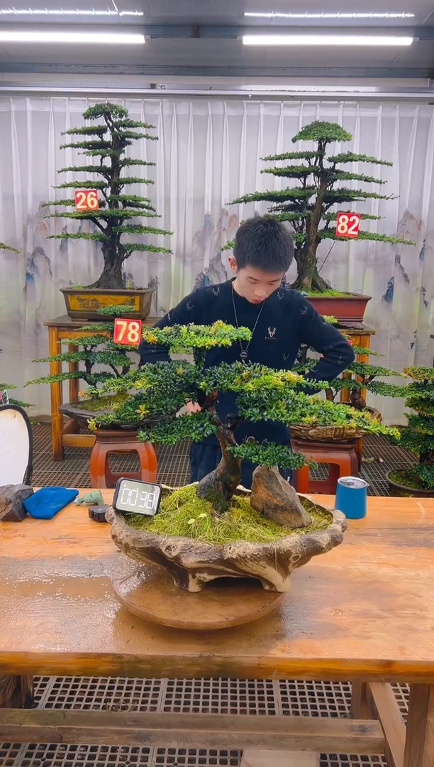 无花朵精品盆景直播间一物一拍