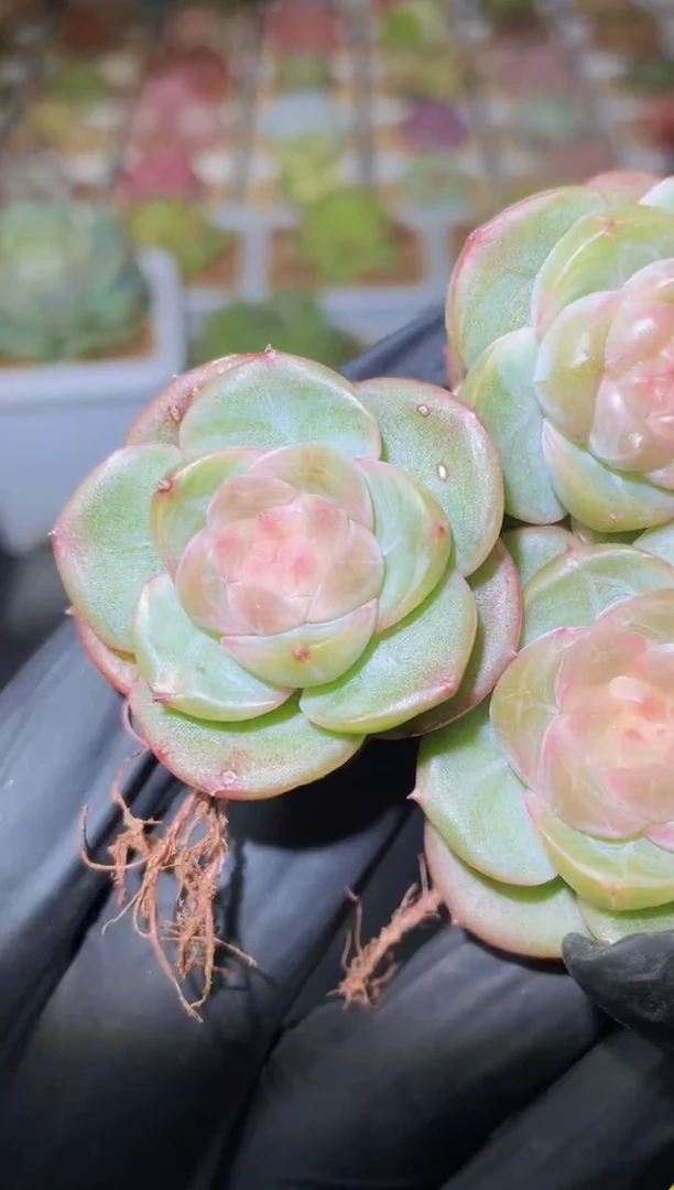 闪购2602 禁忌果实多肉一颗  3.5-4厘米