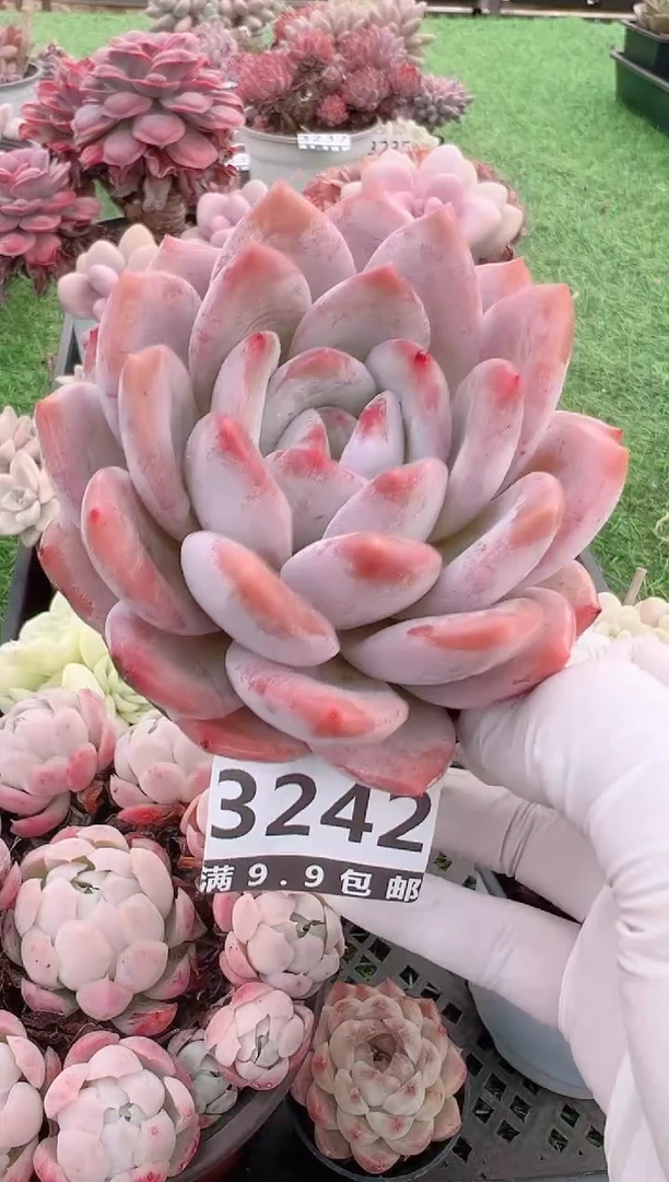 【闪购商品】信福多肉一物一拍