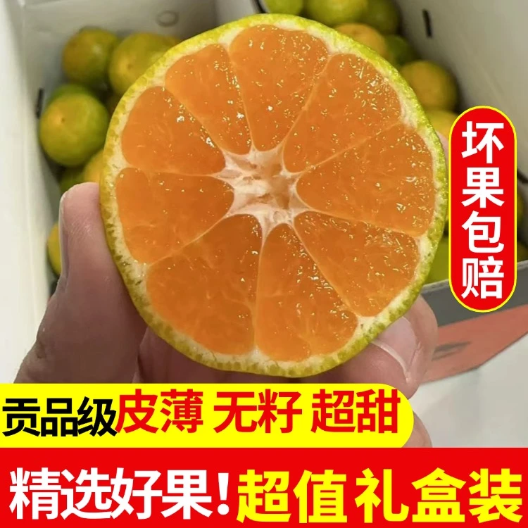 正宗新鲜涌泉大丰青皮蜜橘薄皮多汁酸甜爽口应季水果现摘现发礼盒