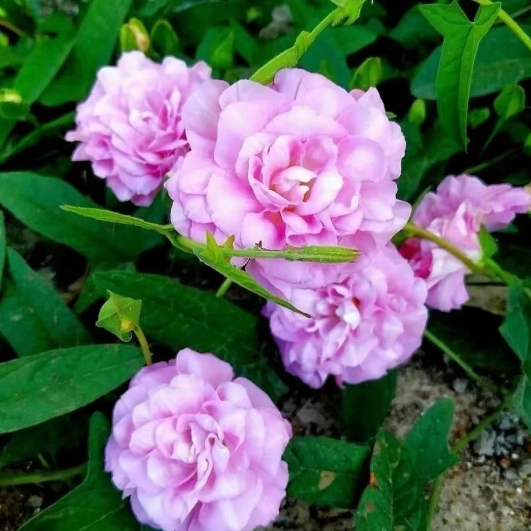 粉化重瓣缠枝牡丹