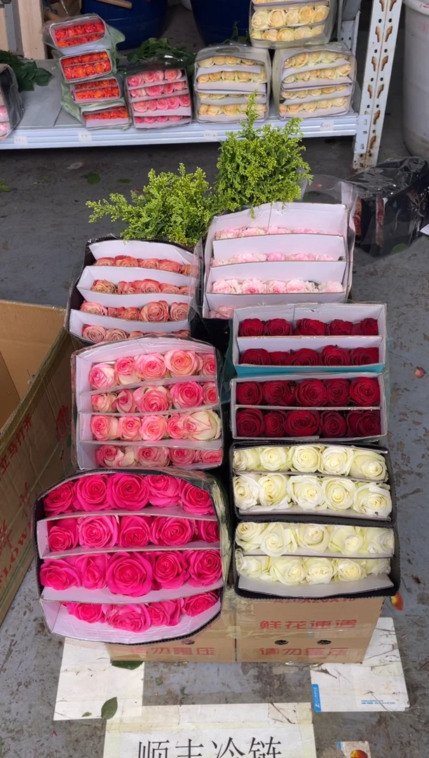 单头玫瑰60枝（任意3个品种）+黄莺