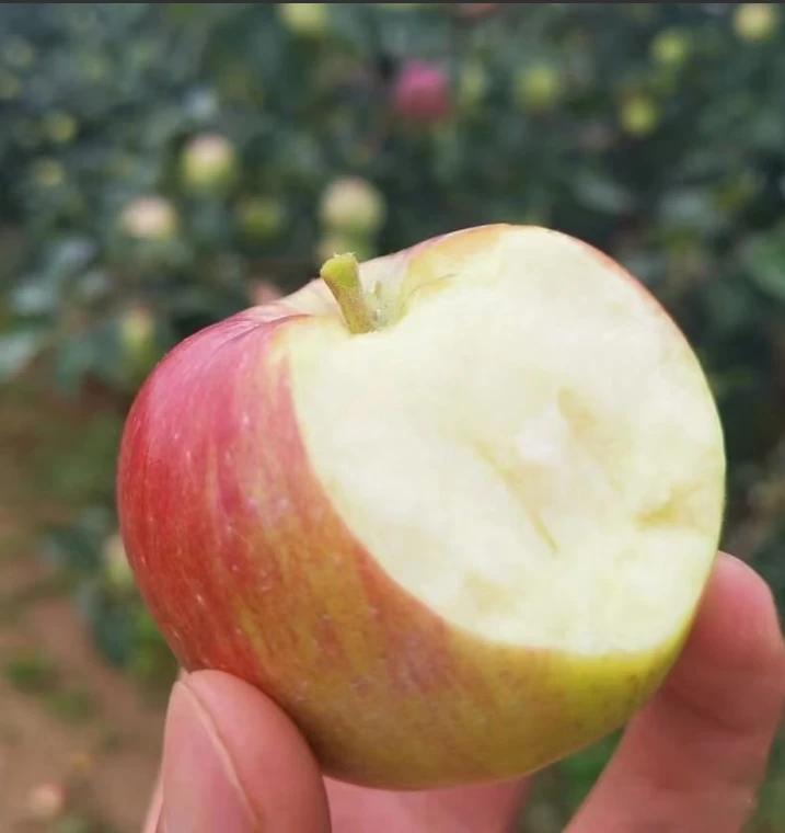 2025现摘酸甜可口大沙河美八嘎啦苹果孕妇苹果