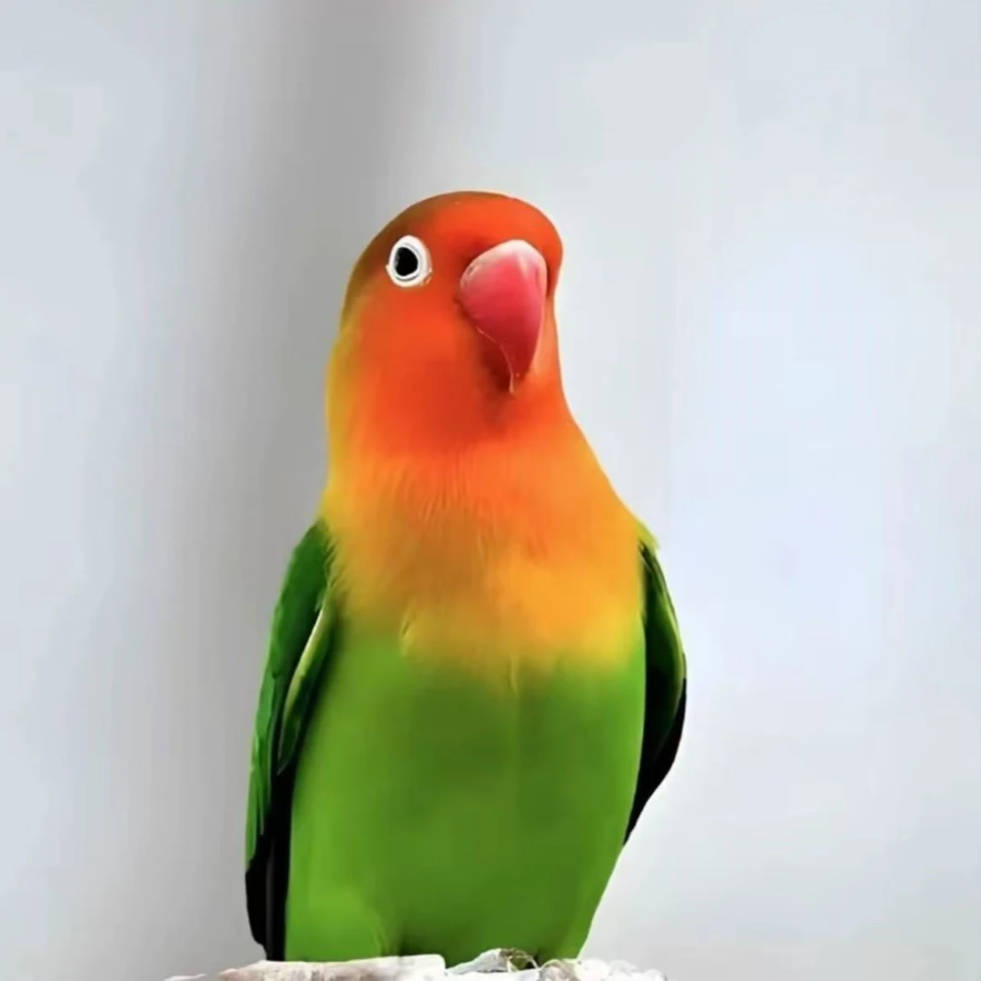 牡丹鹦鹉亲人粘人会学说话观赏宠物鸟
