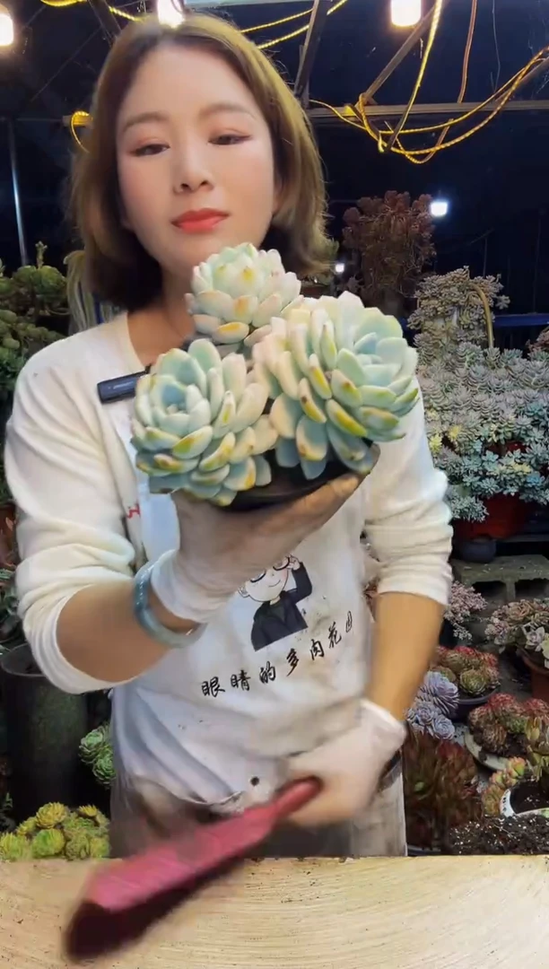 冰橙一物一拍脱土包邮