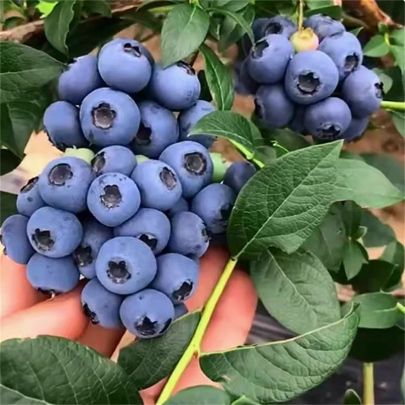 薄雾蓝莓盆栽阳台庭院南北方种植特大阳台耐寒当年结果蓝莓树苗