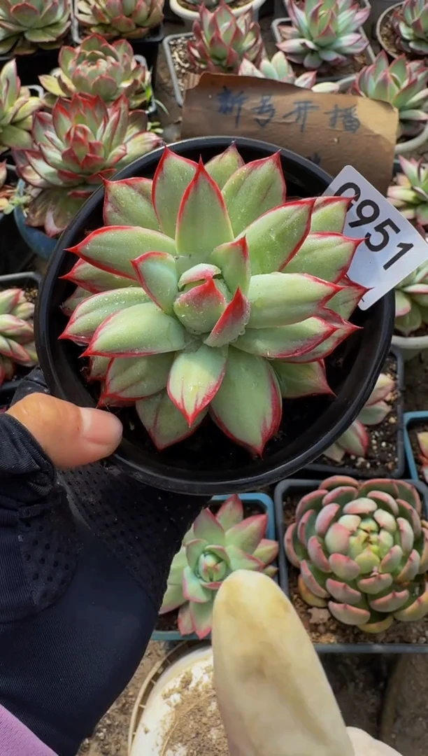 G951惊鸿仙子（裸根发货）