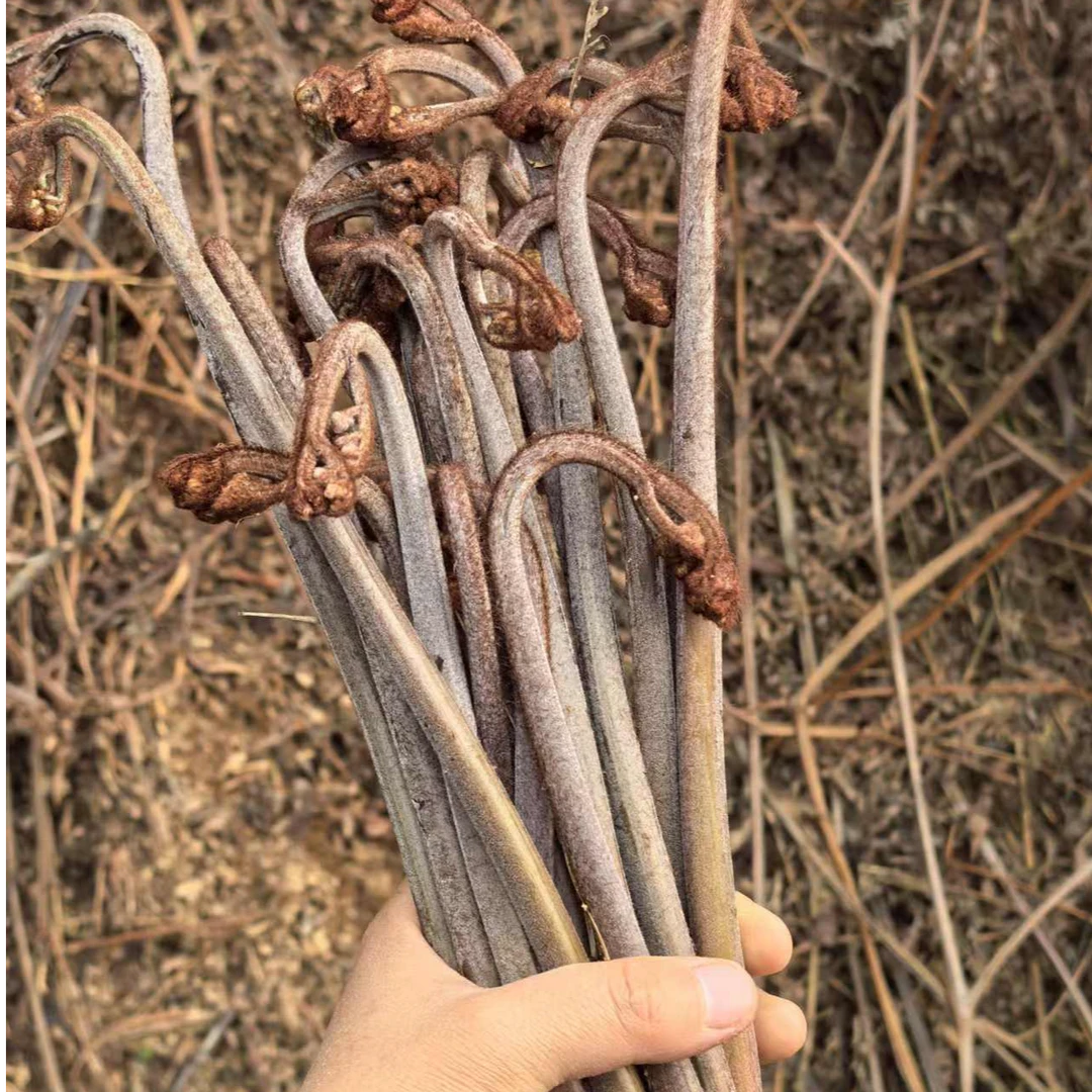 当日采摘野生新鲜蕨菜