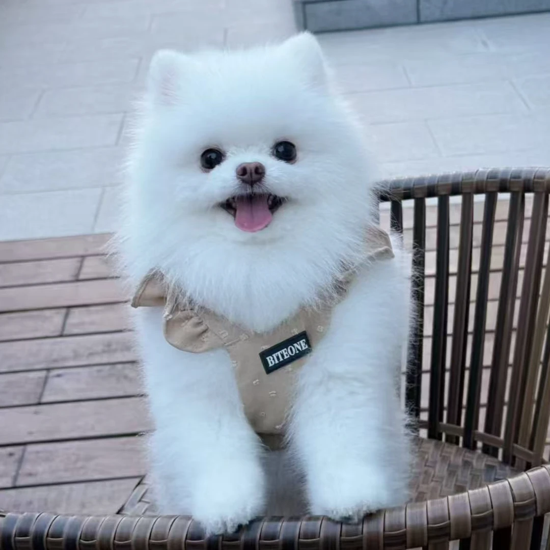 【乐嘉】精选博美茶杯犬