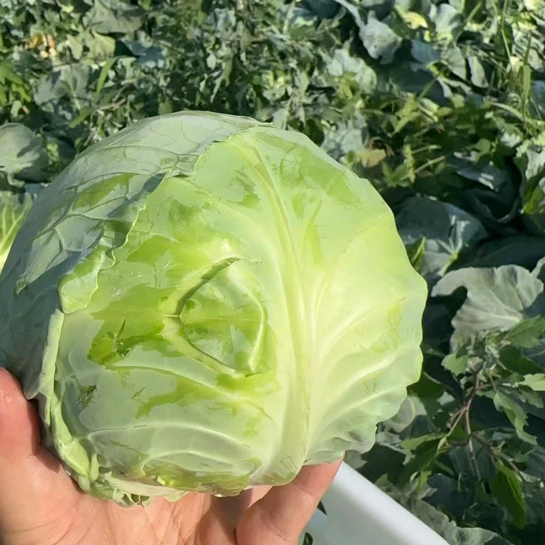 现砍现发甘蓝露天种植霜打绿甘蓝清炒凉拌食用时令蔬菜甘蓝4斤备