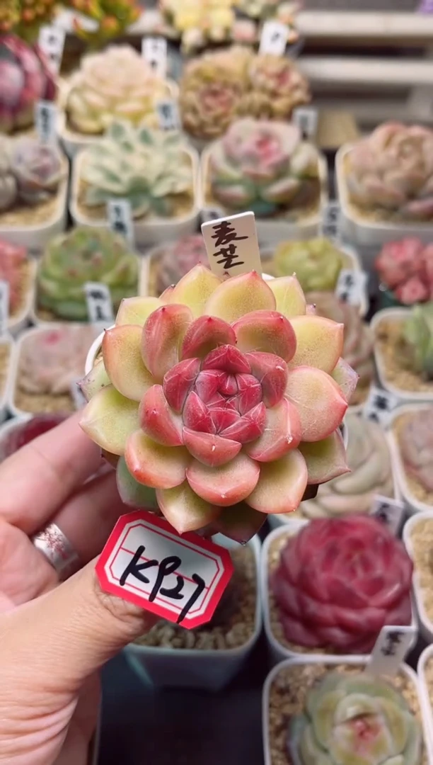 【闪购商品】一物一拍K927麦芒
