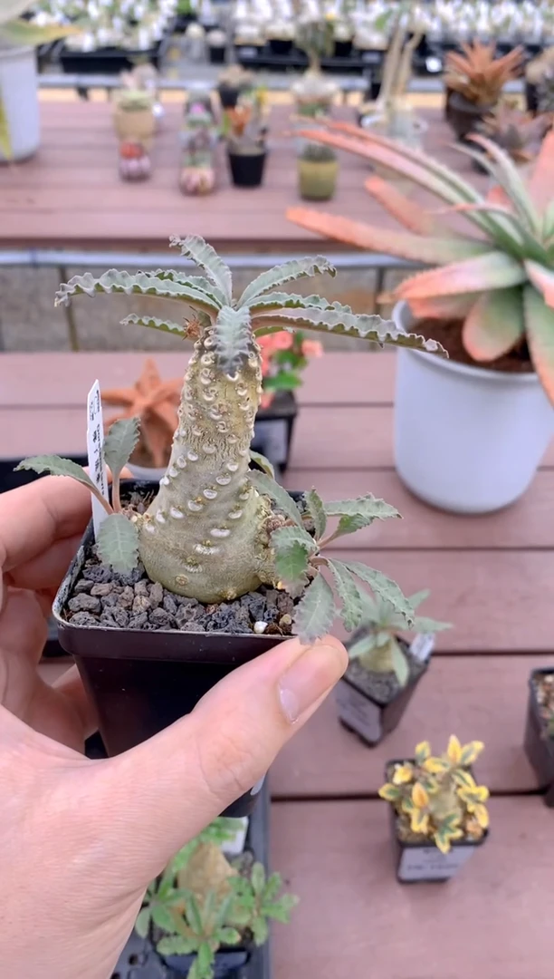 【闪购商品】椰子琉桑FB-1568