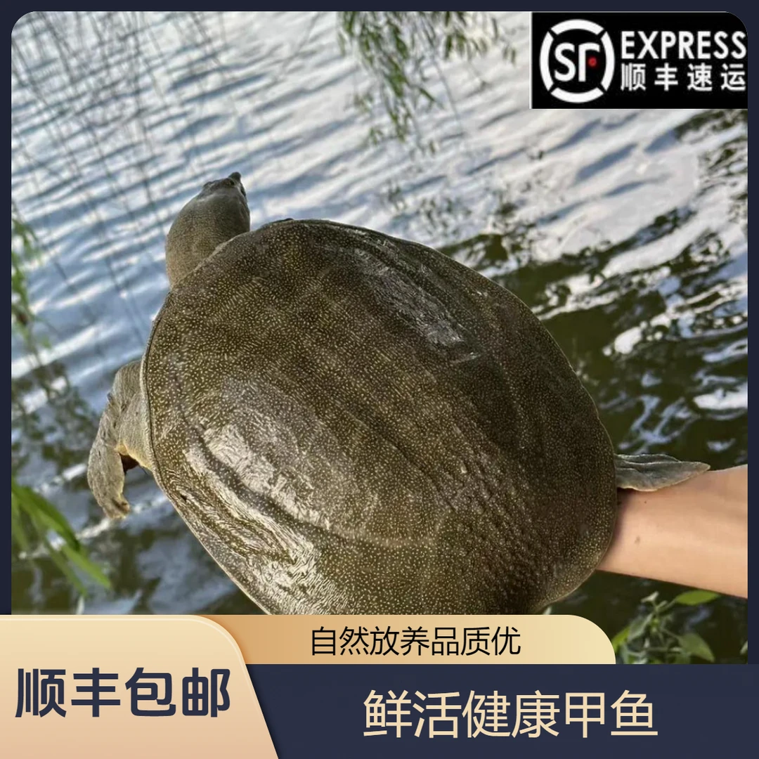 3只外塘甲鱼 不低于6斤生猛甲鱼 青黑鳖 水鱼 顺丰包邮包活到家