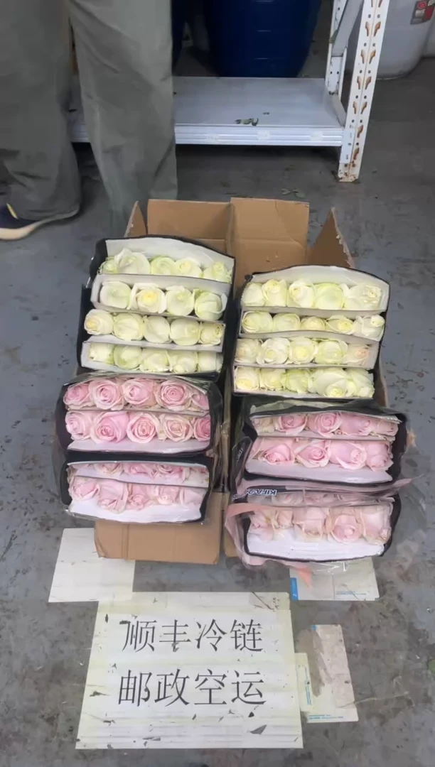 粉红20枝+白雪山20枝