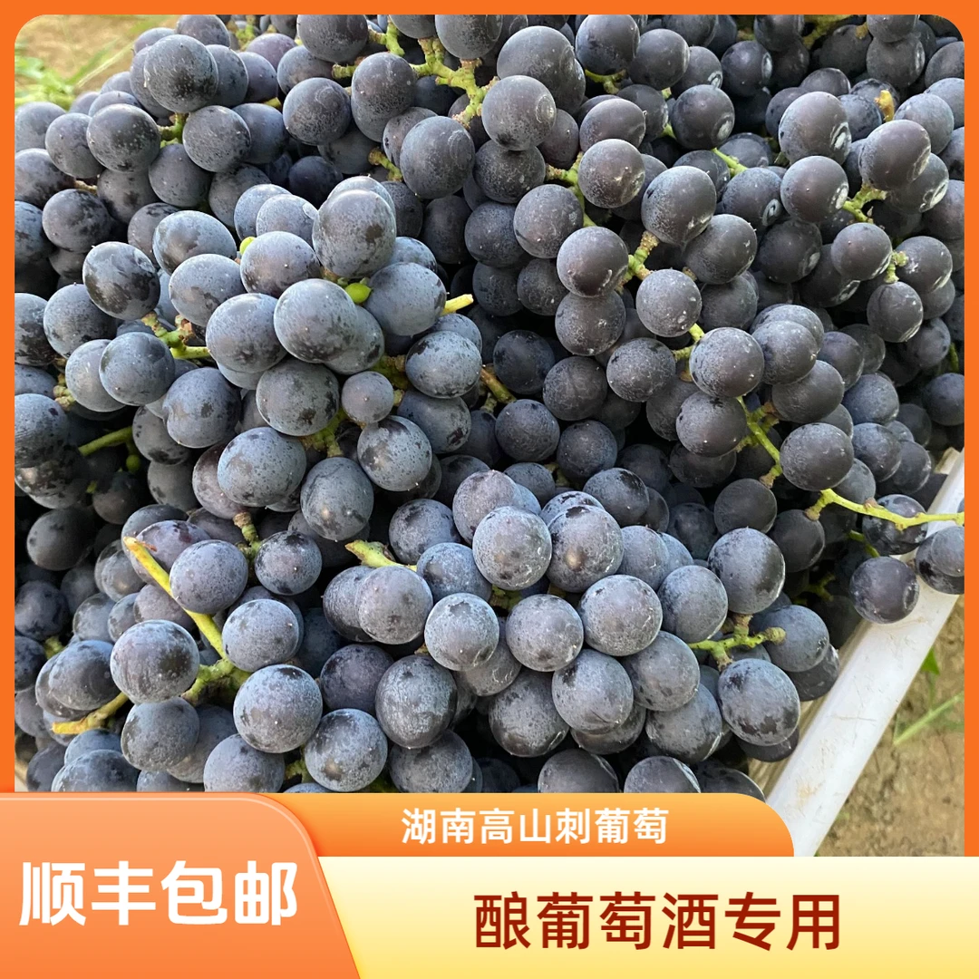 湖南凤凰高山刺葡萄可酿酒10斤装新鲜现【顺丰包邮】摘当季时令水果