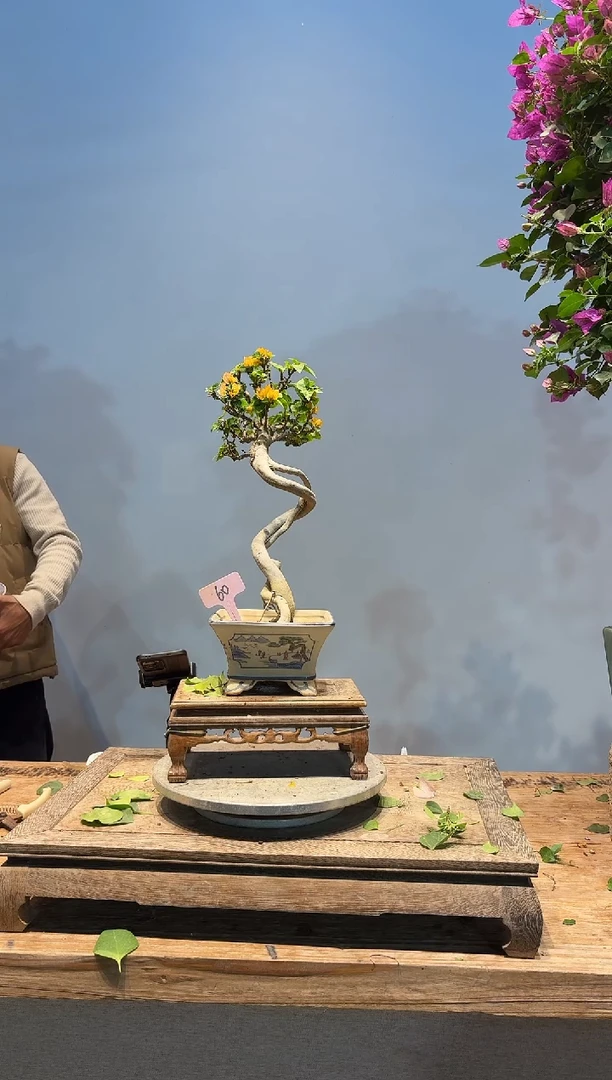 全部花朵碧**雪三角梅60