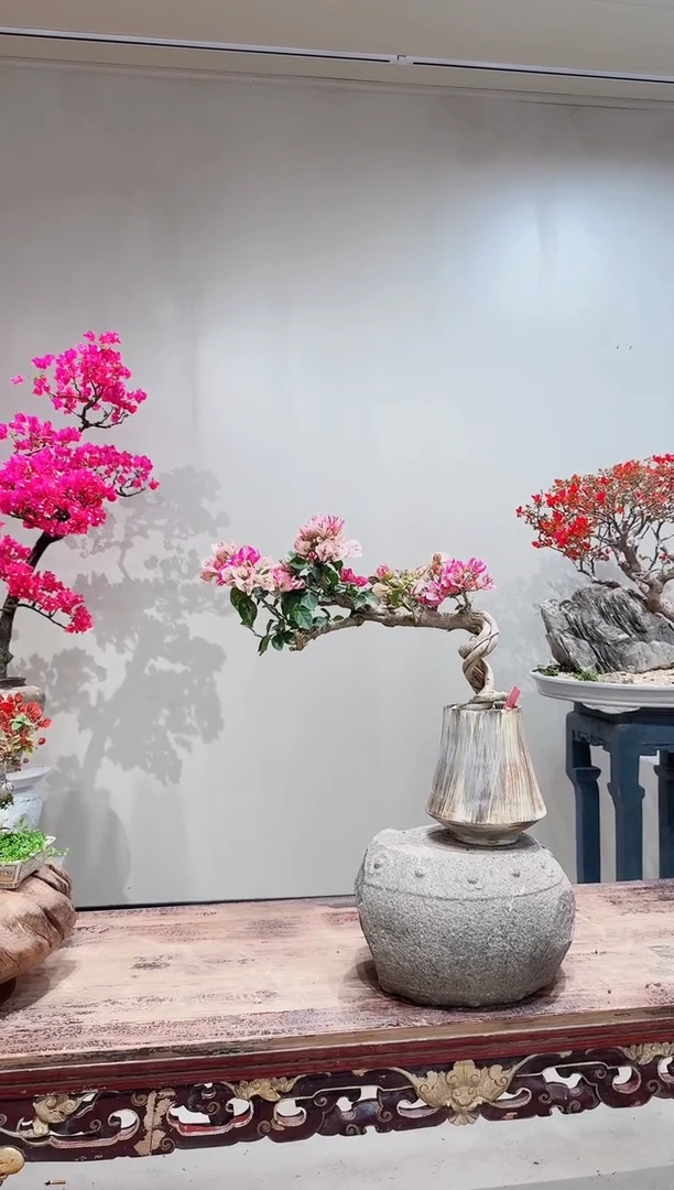 【闪购商品】盆景台湾小画报