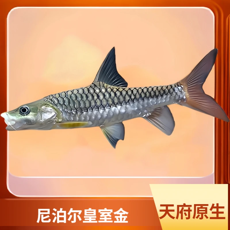 印度皇室金吉罗活体观赏鱼保真包野