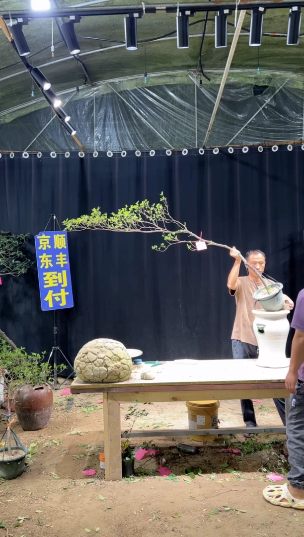 完全开放丶*旧海岛栀子花