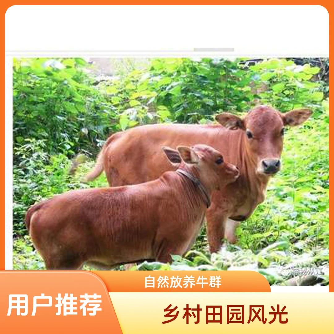 黔东南高山散养带皮小黄牛肉现称改价包邮