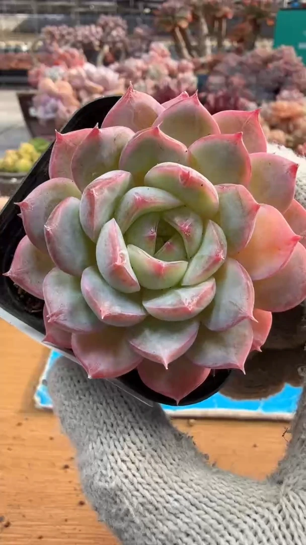 东云多肉园三店-187