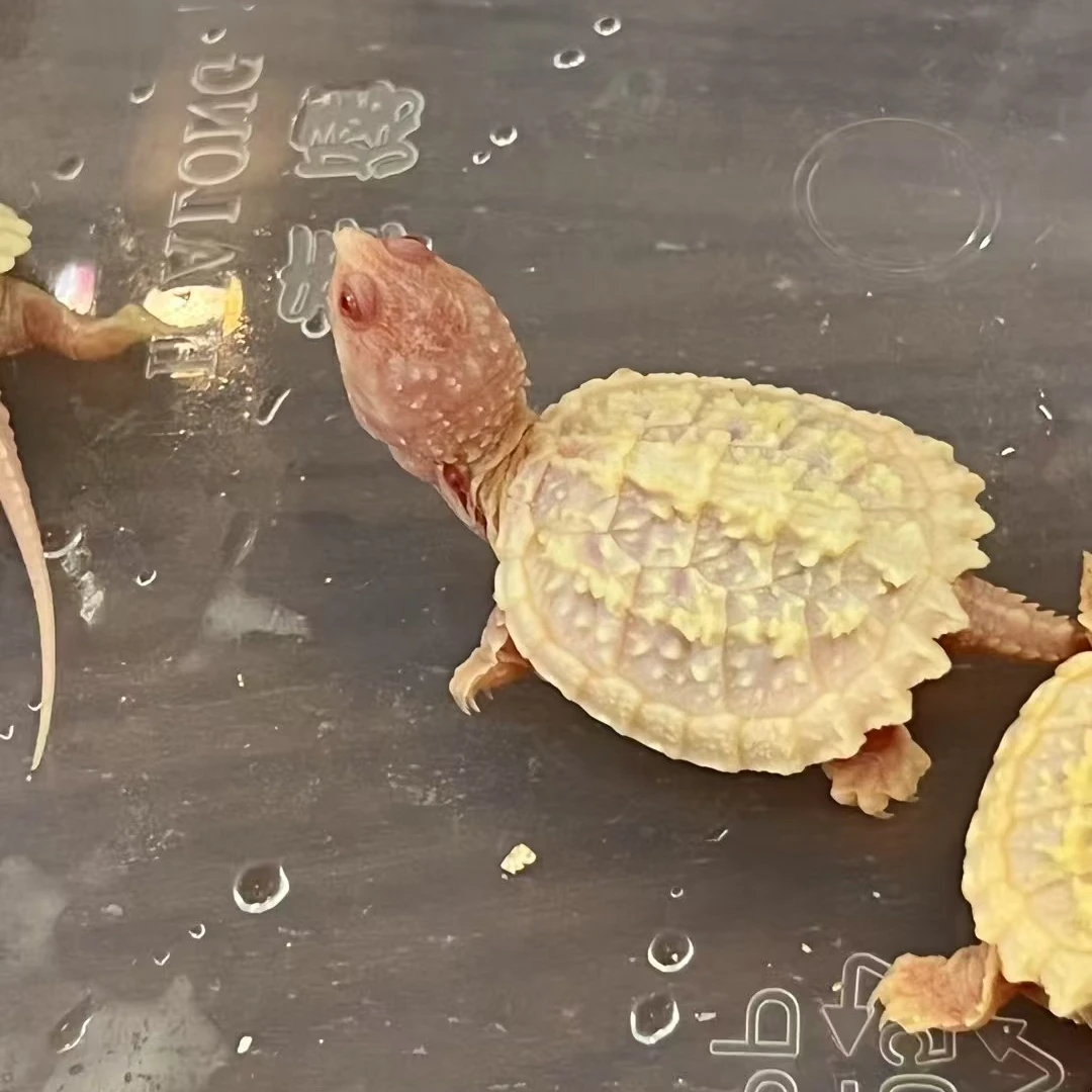 2号【直播精选】白化佛鳄观赏龟