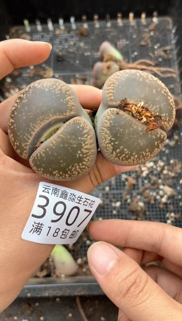 3907特价日轮玉有疤瑕疵发货1颗