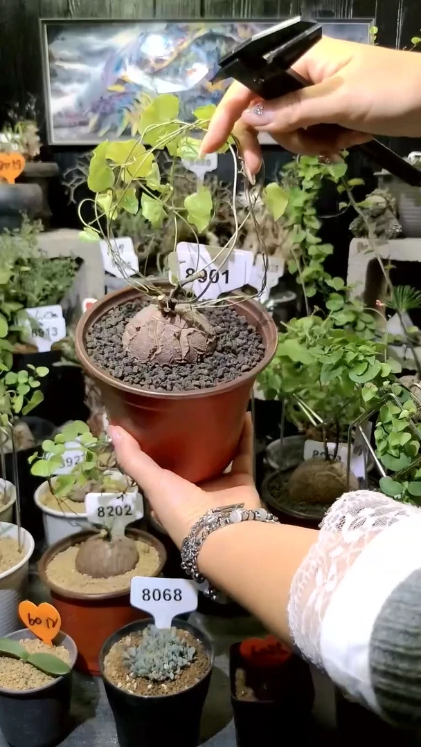 8901号1120甄选单颗南非龟甲龙