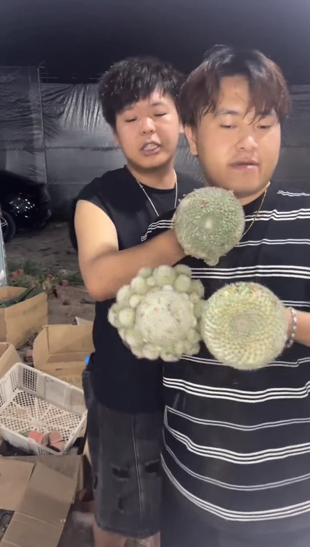 3颗 大号 玉翁【实生根】不指定带崽